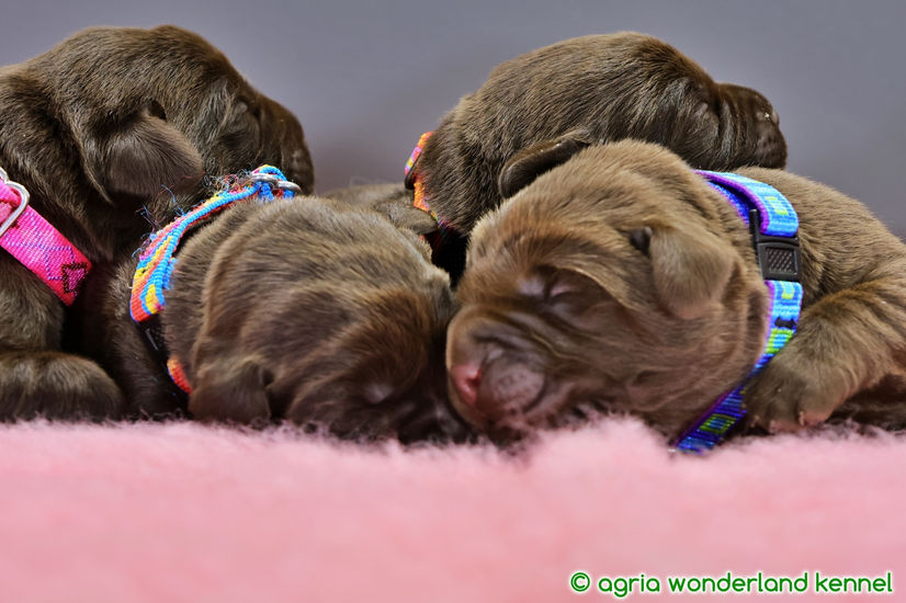 cuki csokoládé labrador kutyusok