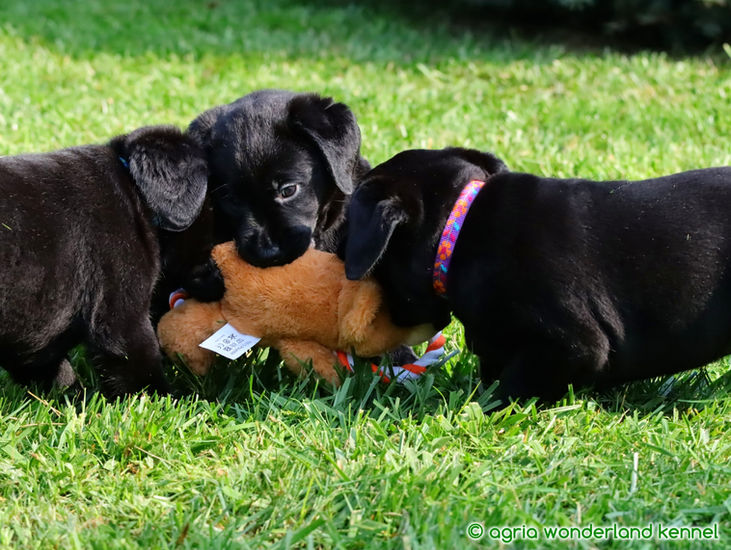 játékos fekete labrador kiskutyák
