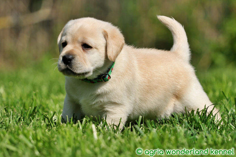 sárga labrador kiskutya tenyésztőtől