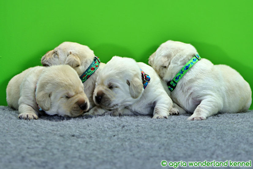 cuki zsemle labrador kölykök