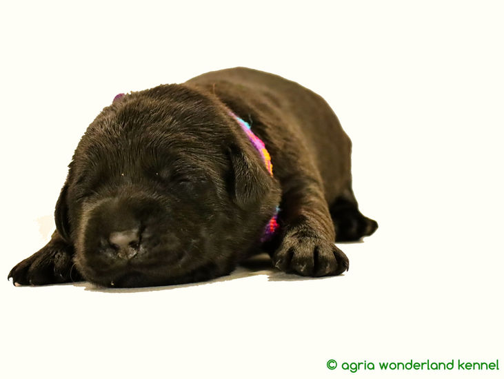 megbízható tenyésztőtől újszülött fekete labrador kiskutya