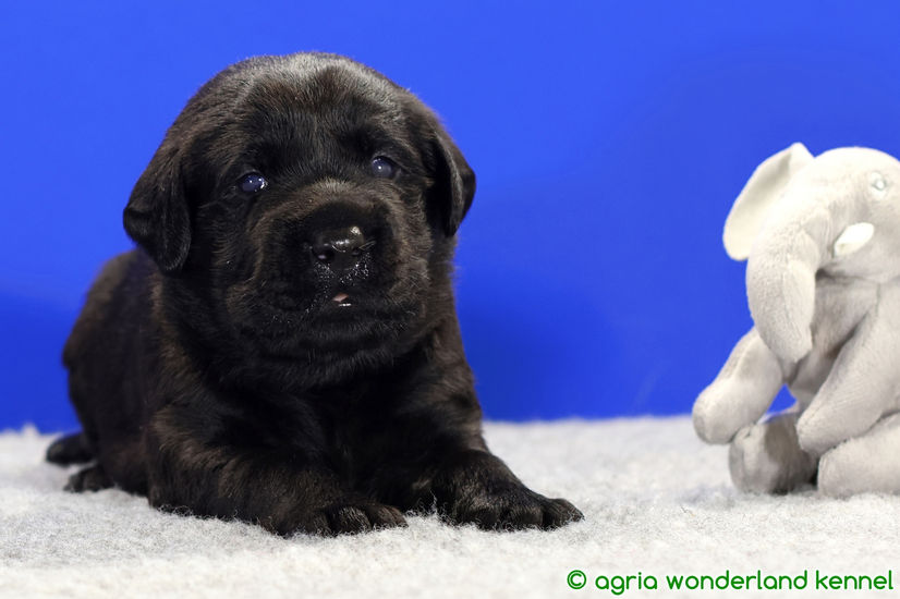 gyönyörű fekete labrador kölyök