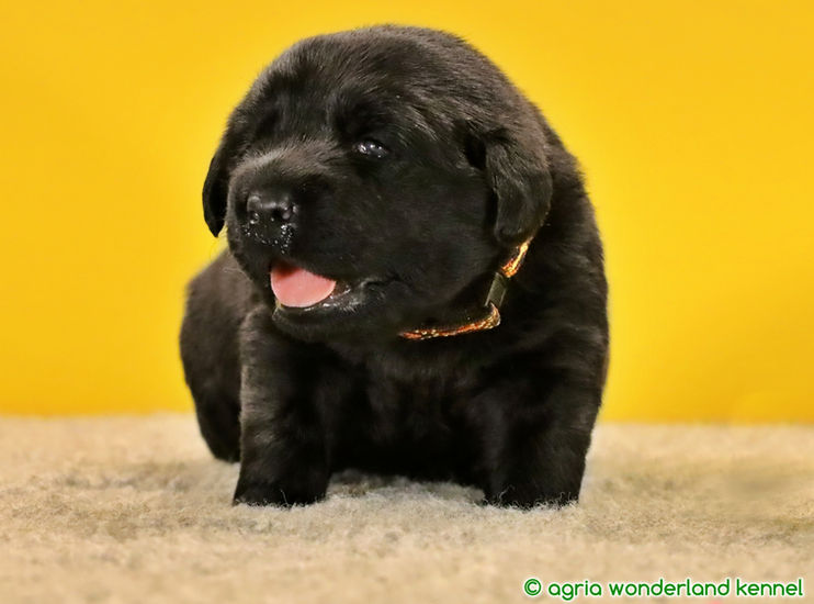 gyerekbarát fekete labrador kutyakölyök