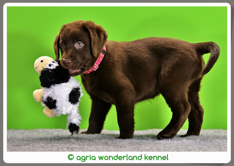 aranyos csoki labrador kiskutya