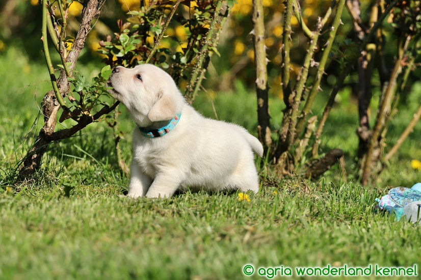 játékos sárga labrador kolyok