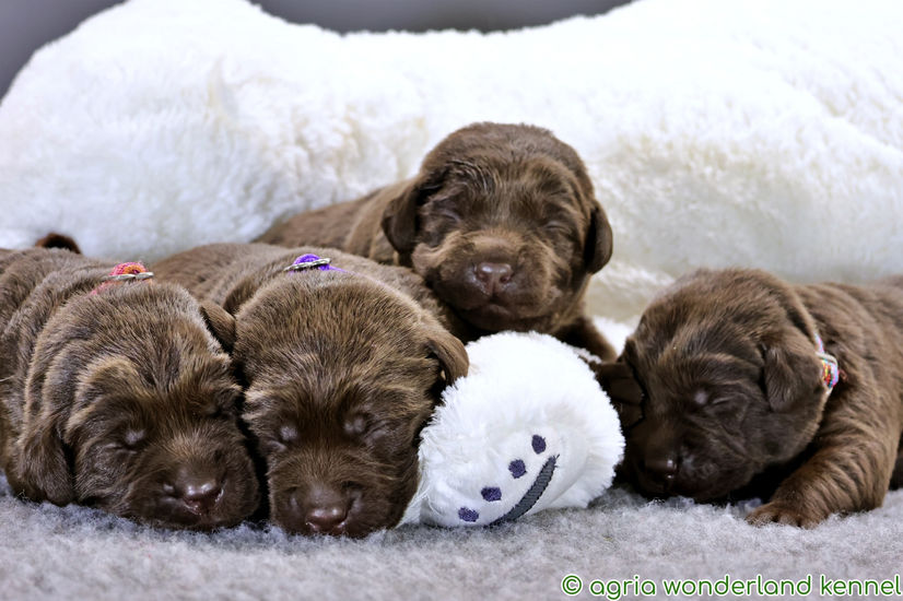 csokibarna labrador kiskutyák megbízható tenyésztőtől