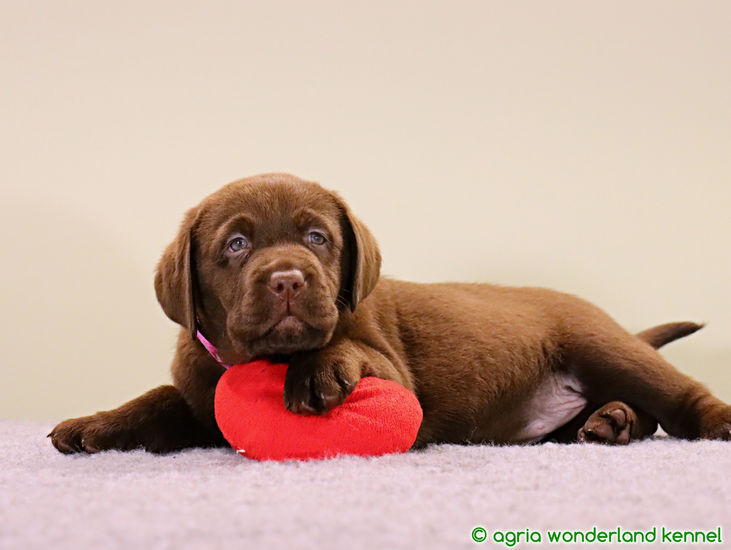 cuki csokoládébarna labrador kölyök
