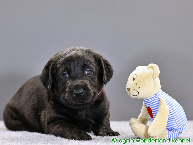 cuki fekete labrador kölyök
