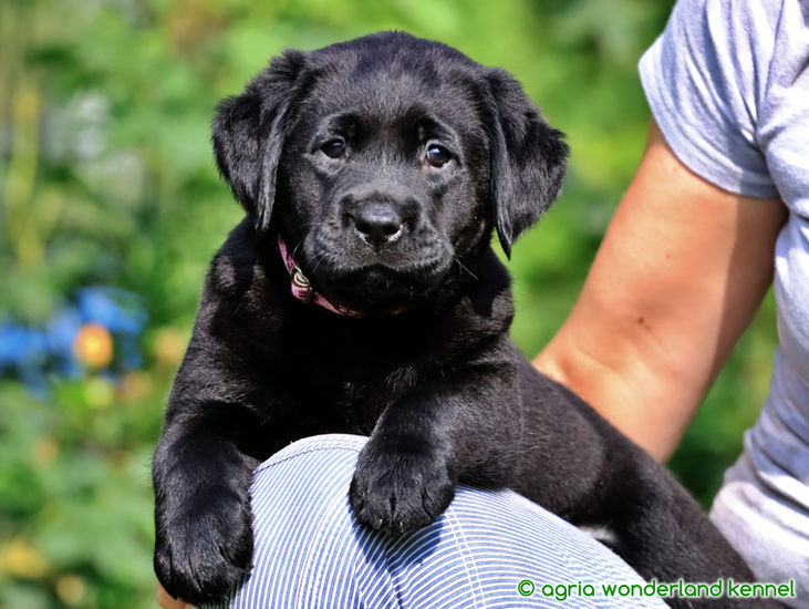 csodaszép fekete labrador kutyus