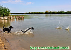 vízimádó labrador retriever megbízható tenyésztőtől
