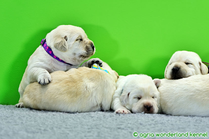 törzskönyvzett zsemle labrador kiskutyák