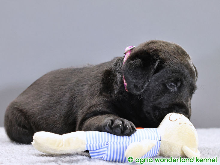 játékos fekete labrador kiskutya