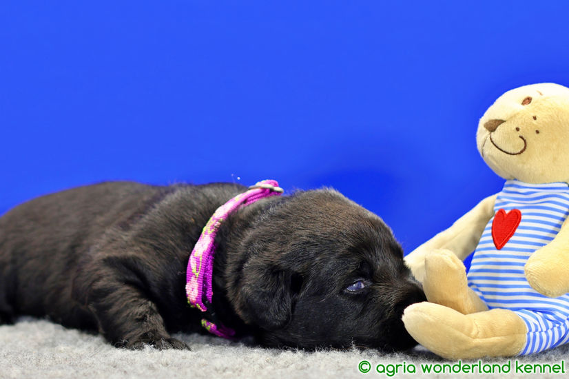 cuki fekete labrador kiskutya