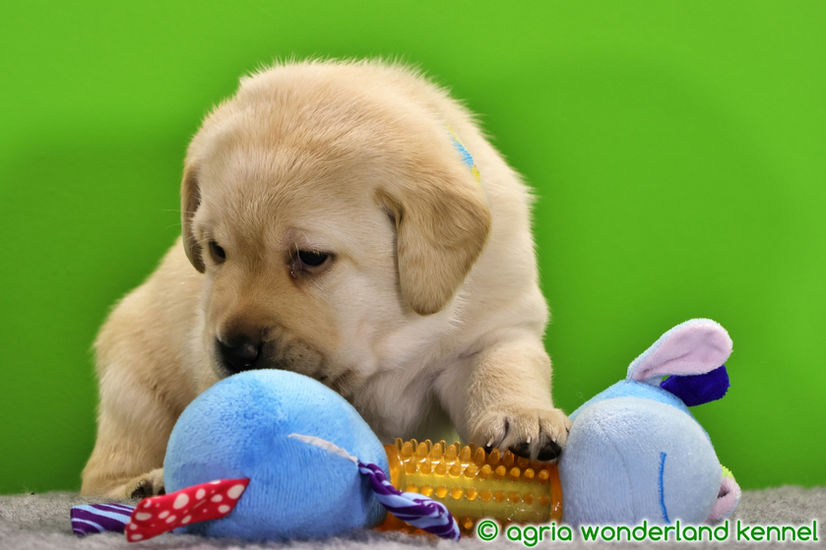 játékos sárga labrador kiskutya tenyésztőtől