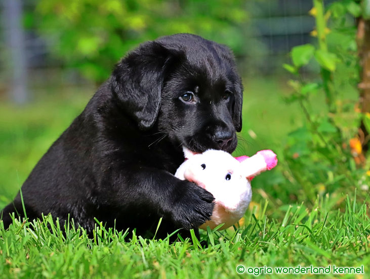 csodaszép fekete labrador kutyus