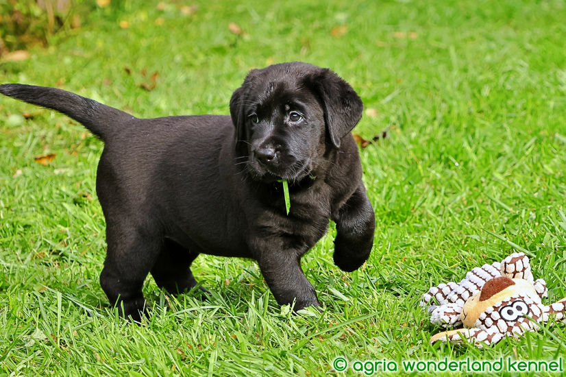 fajtatiszta fekete labrador kutyus megbízható tenyésztőtől