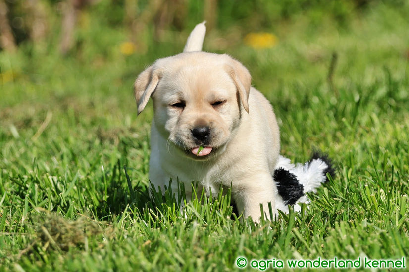 fajtatiszta sárga labrador kutyus megbízható tenyésztőtől