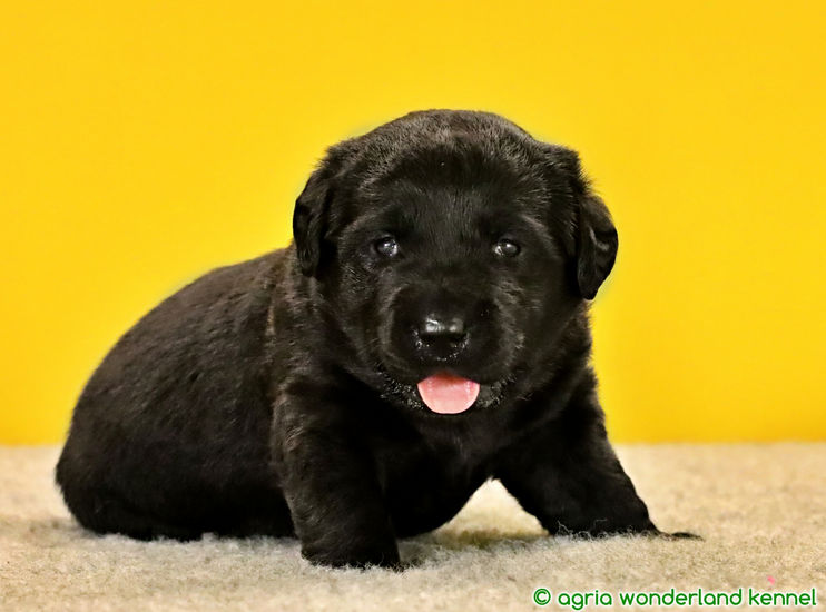 családcentrikus fekete labrador kutyus