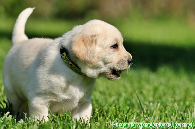 zsemle labrador kölyök