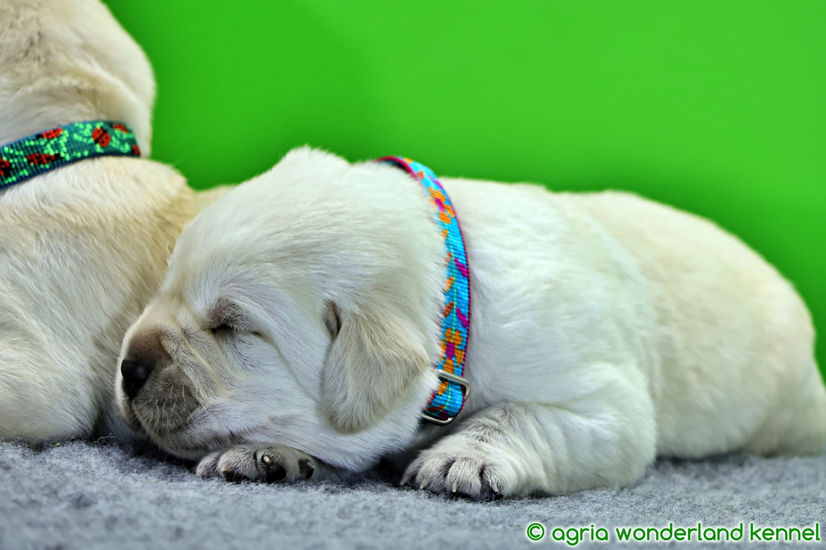 gyönyörű sárga labrador kutyusok