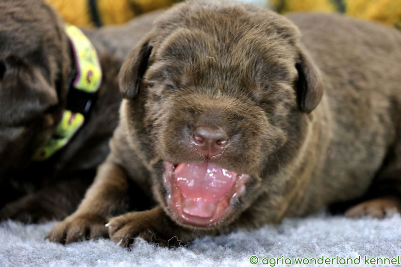 csokibarna labrador kiskutya megbízható tenyésztőtől