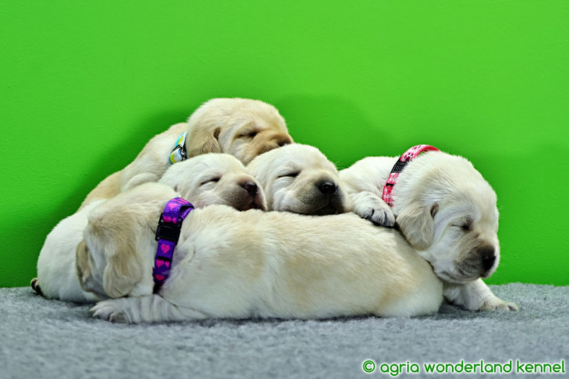 zsemle labrador kiskutyák