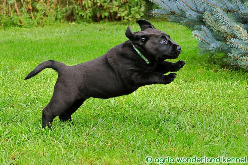 aktívfekete labrador kiskutya