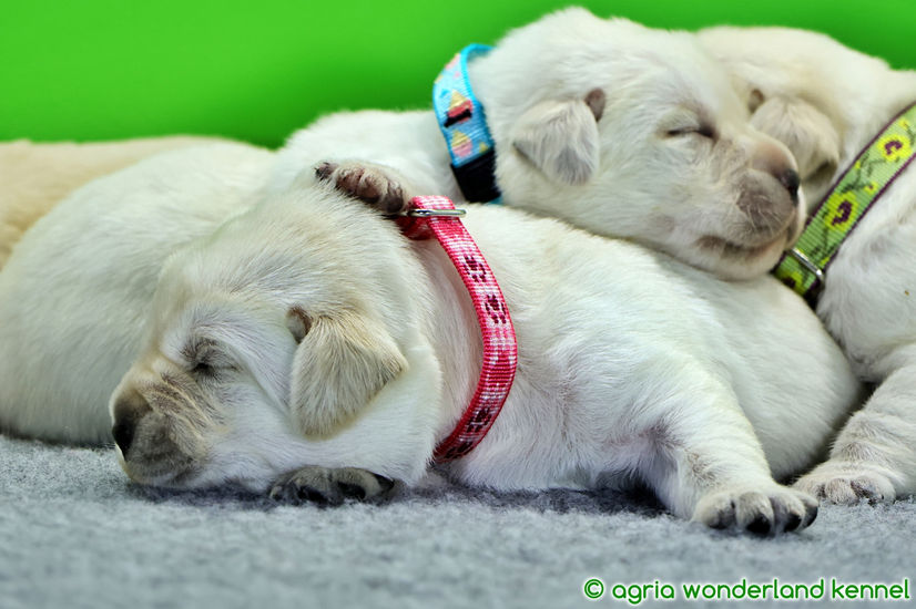 cuki sárga labrador kiskutyák