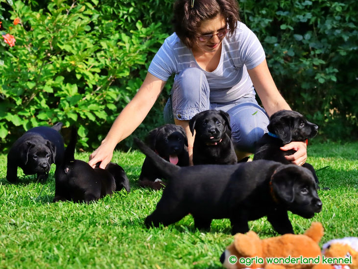 jókedélyű fekete labrador kiskutyák megbízható tenyésztőtől