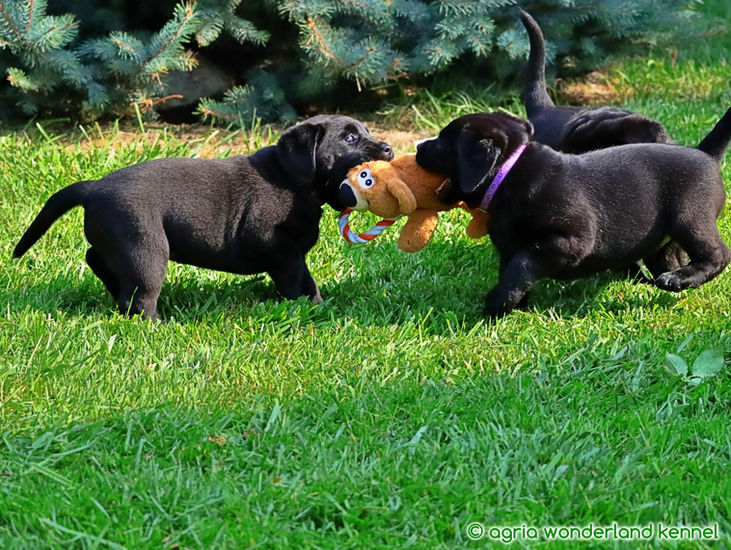 játékos fekete labrador kiskutyák