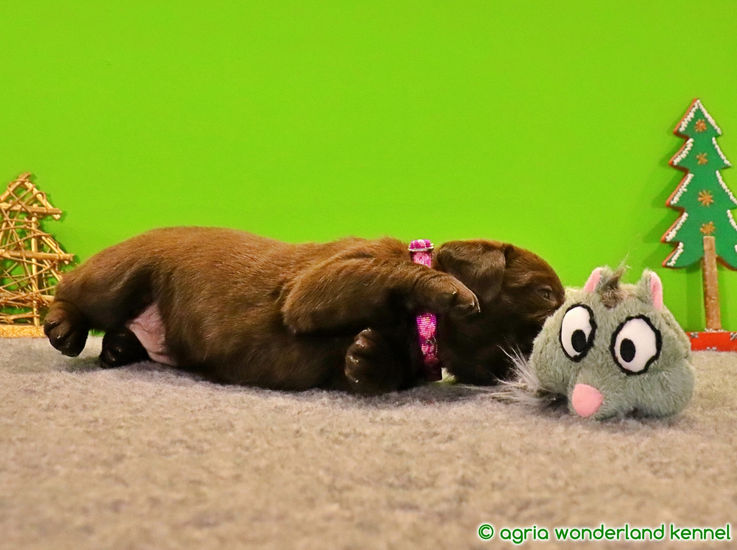 gyerekbarát csoki labrador kiskutya megbízható tenyésztőtől