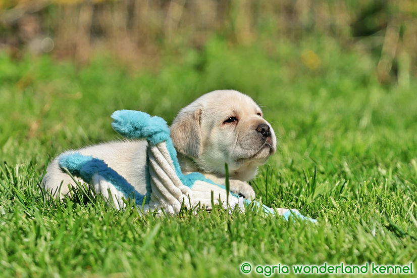 játékos sárga labrador kiskutya