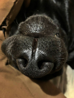 Pepper10.jpeg