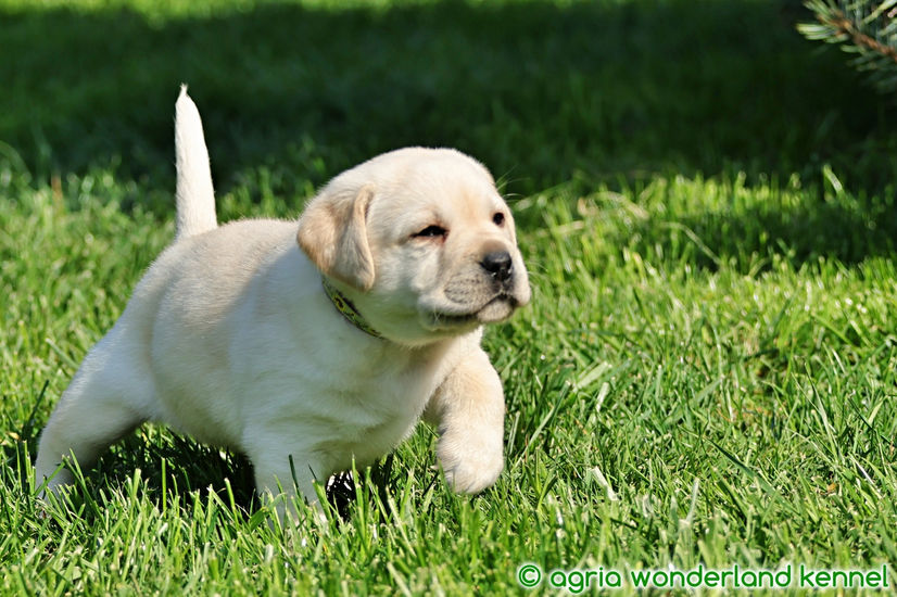 lelkes sárga labrador kiskutya
