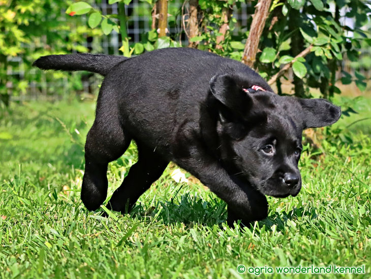 show vonalú fekete labrador kiskutyák
