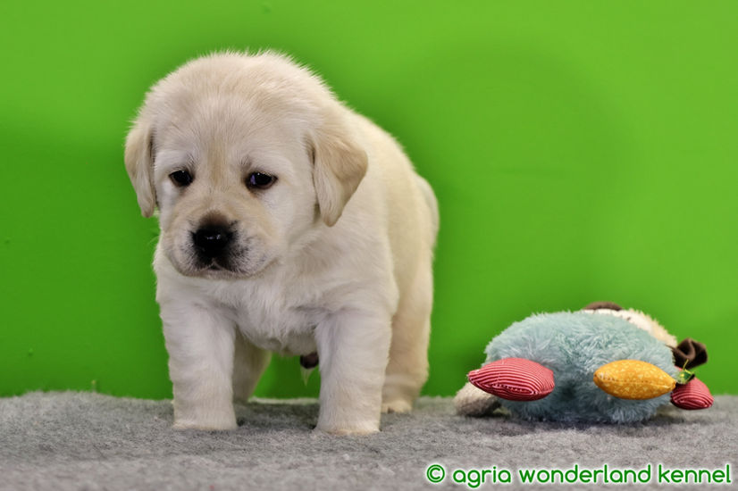 show vonalú zsemle labrador kutyus