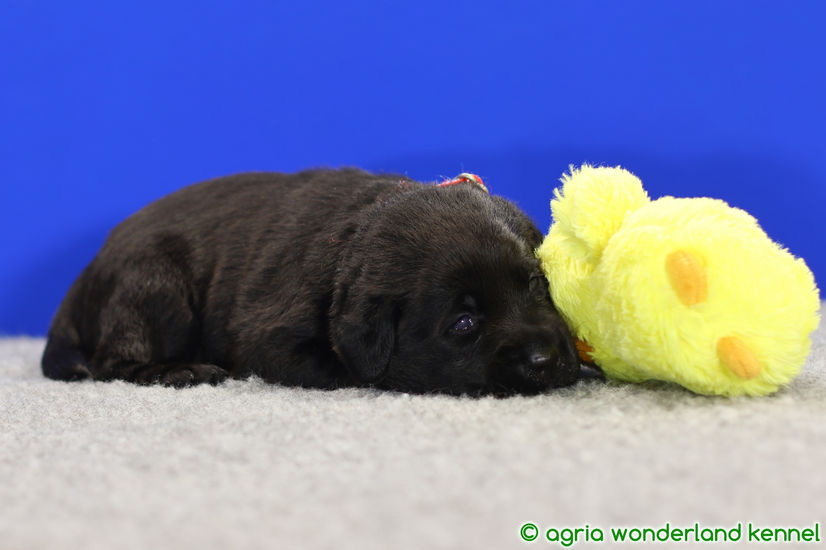 okos fekete labrador kölyökkutya