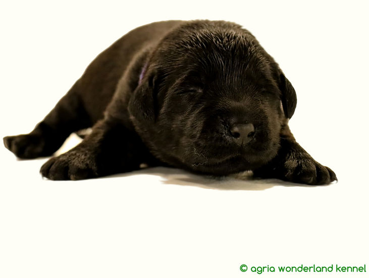 megbízható tenyésztőtől újszülött fekete labrador kiskutya