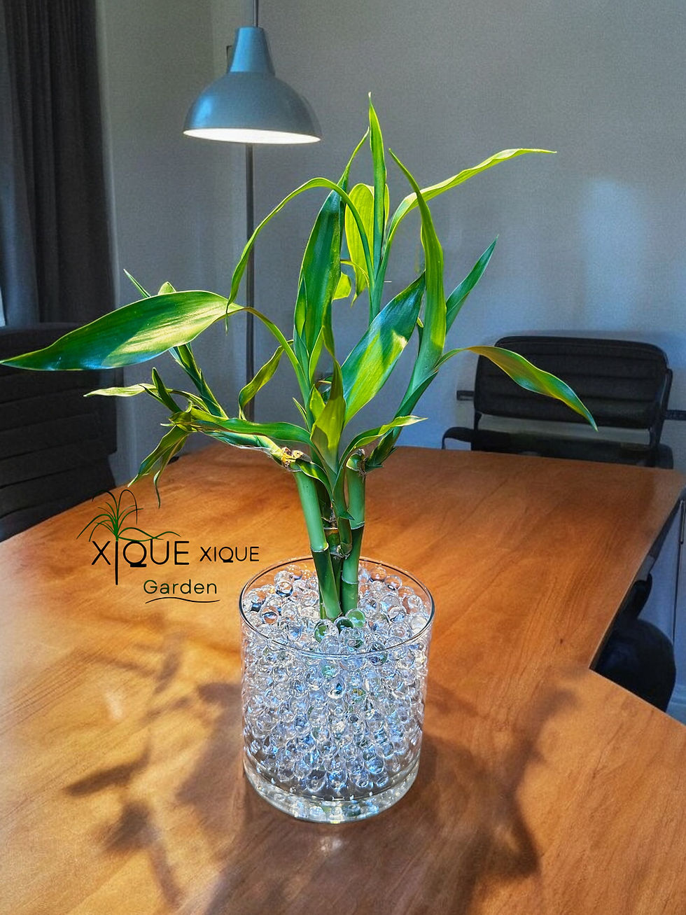 Miniatura: Bambu da sorte - Feng Shui Renovação