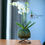 Miniatura: Orquídea Branca Premium