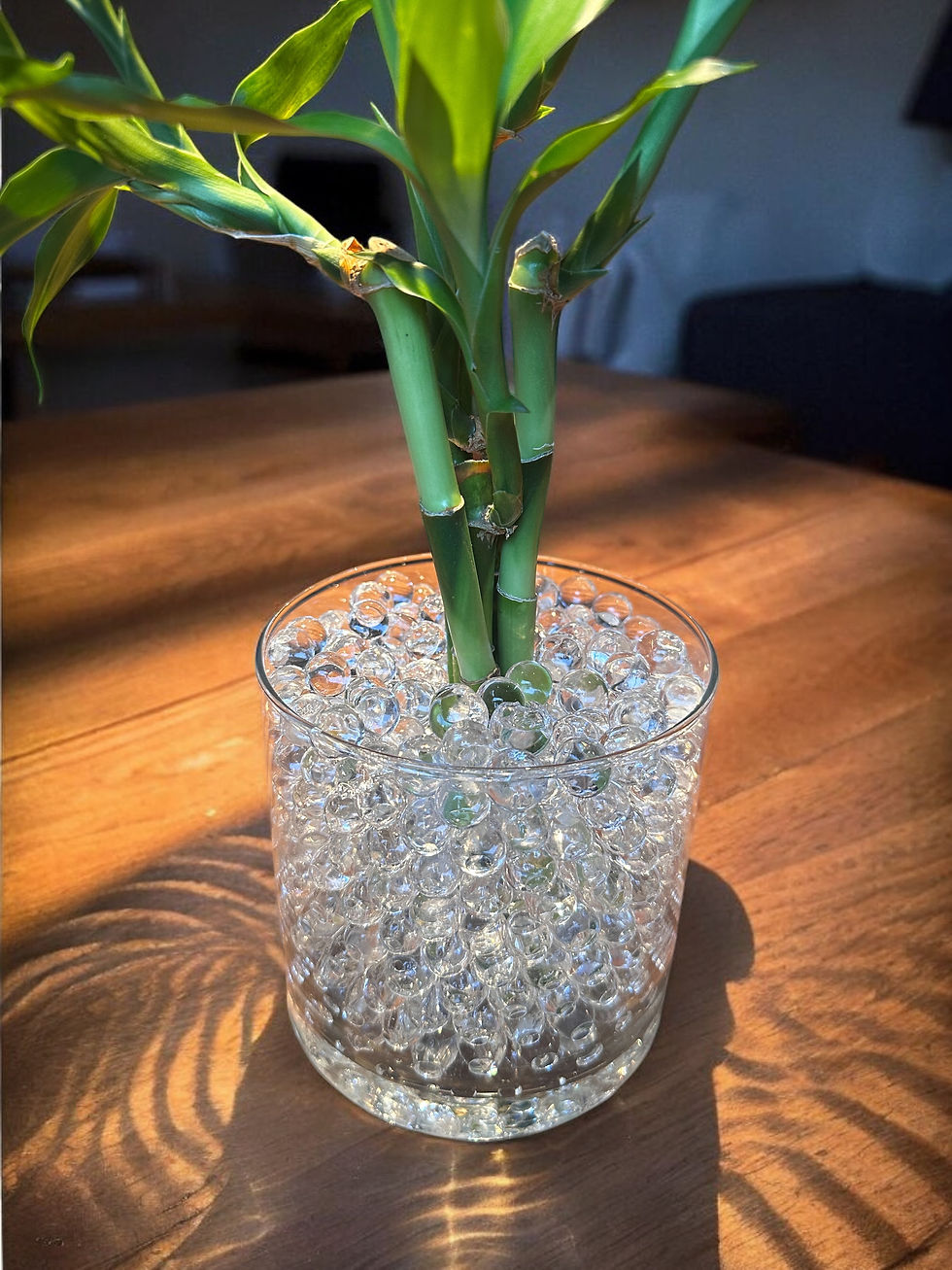 Miniatura: Bambu da sorte - Feng Shui Renovação