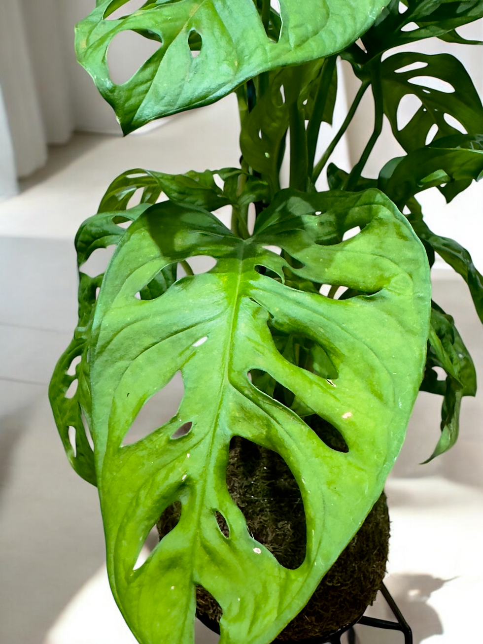 Miniatura: Monstera Adansonii