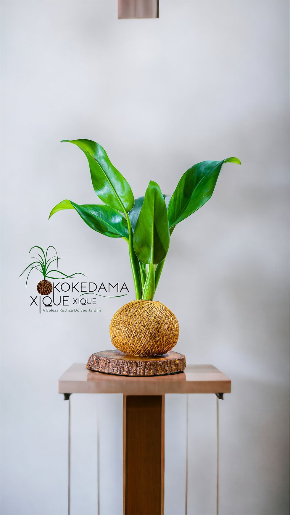 Miniatura: Kokedama Pacová