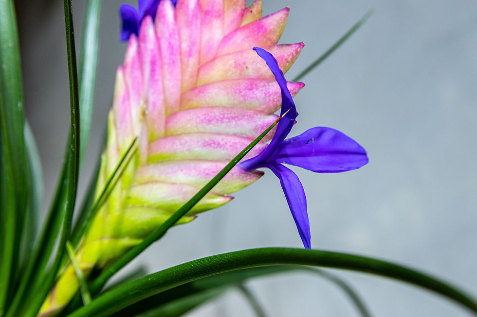 Miniatura: Kokedama Bromélia Tillandsia