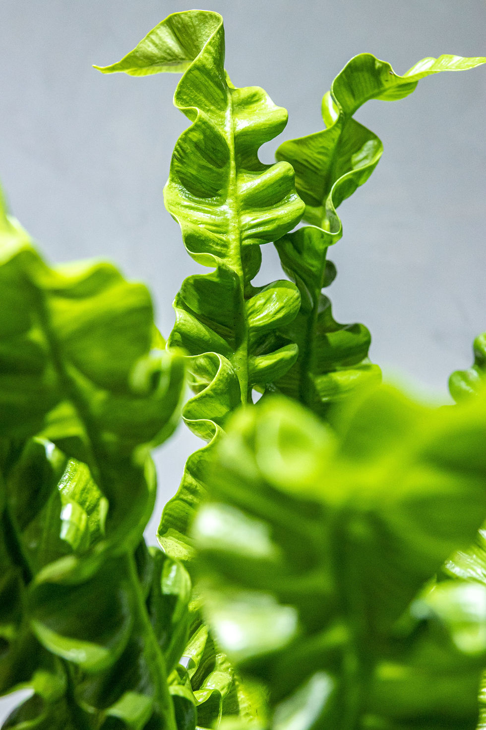 Miniatura: Asplenium Crispy
