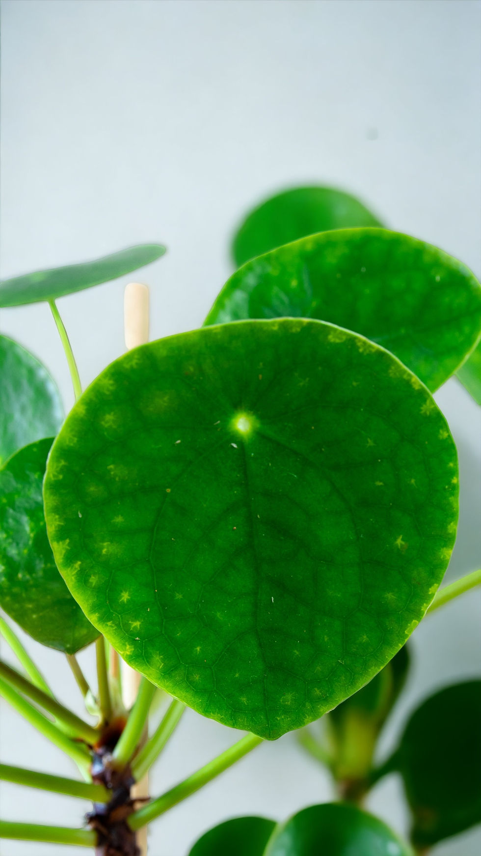 Miniatura: Pilea (árvore da amizade chinesa) Musgo