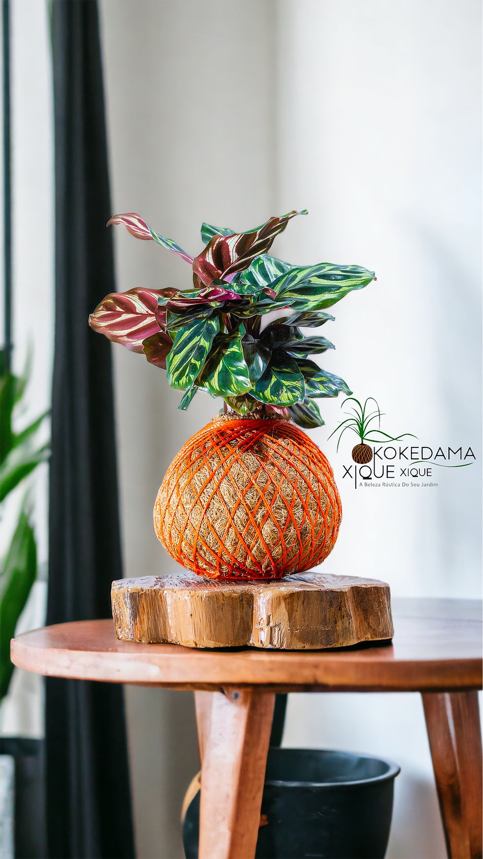 Miniatura: Kokedama Maranta Pavão