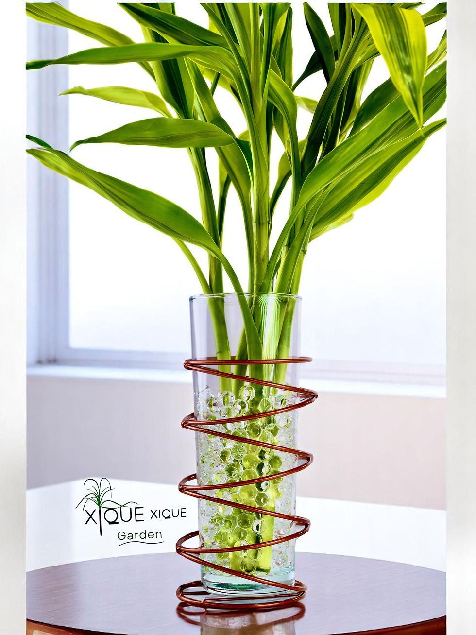 Miniatura: Bambu da Sorte Variegata - Premium Gold