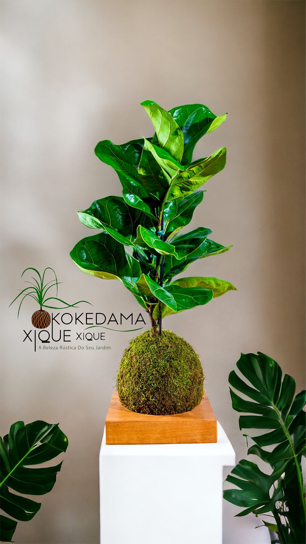 Miniatura: Ficus Lyrata Musgo