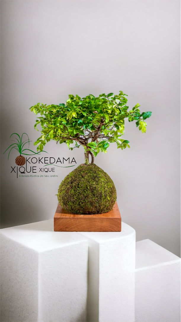 Miniatura: Kokedama Bonsai Jabuticaba Musgo